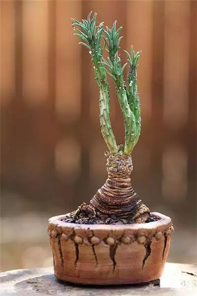 多肉大师手绘花盆,多肉顶级玩家