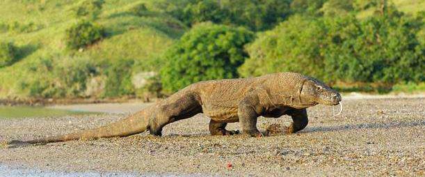 无性生殖动物是怎样生殖的,有性生殖的动物能进行无性生殖吗