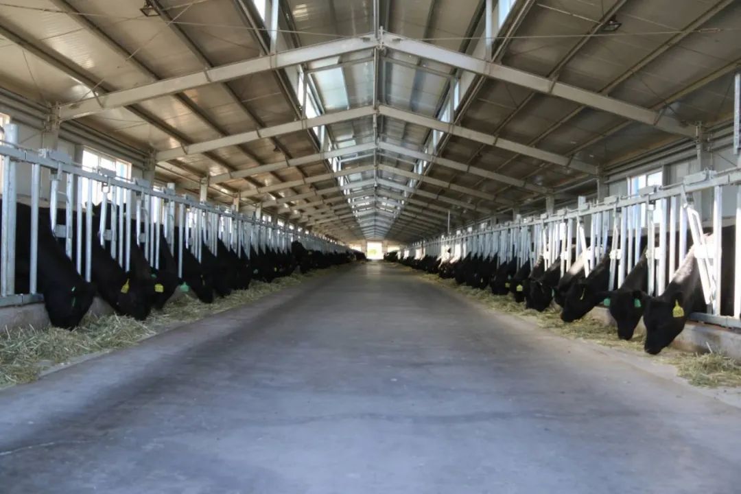 牛的行为与精细饲养管理技术指南,牛的行为学