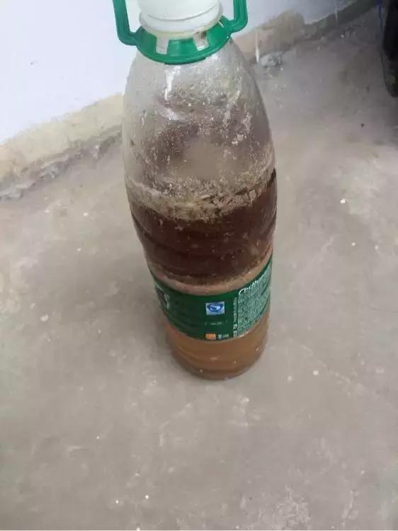 老花农不小心透露，花盆里倒3滴油，1个月爆盆，全年不用施肥