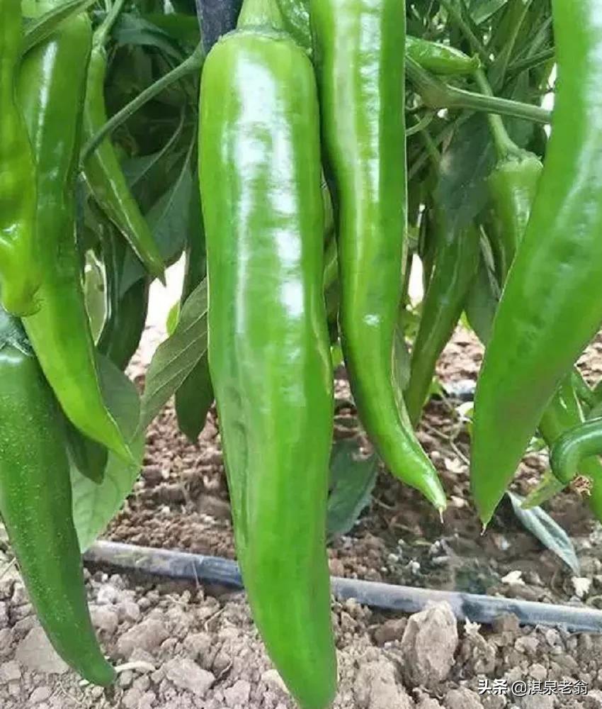怎么解决辣椒弯曲,辣椒长弯了怎么处理