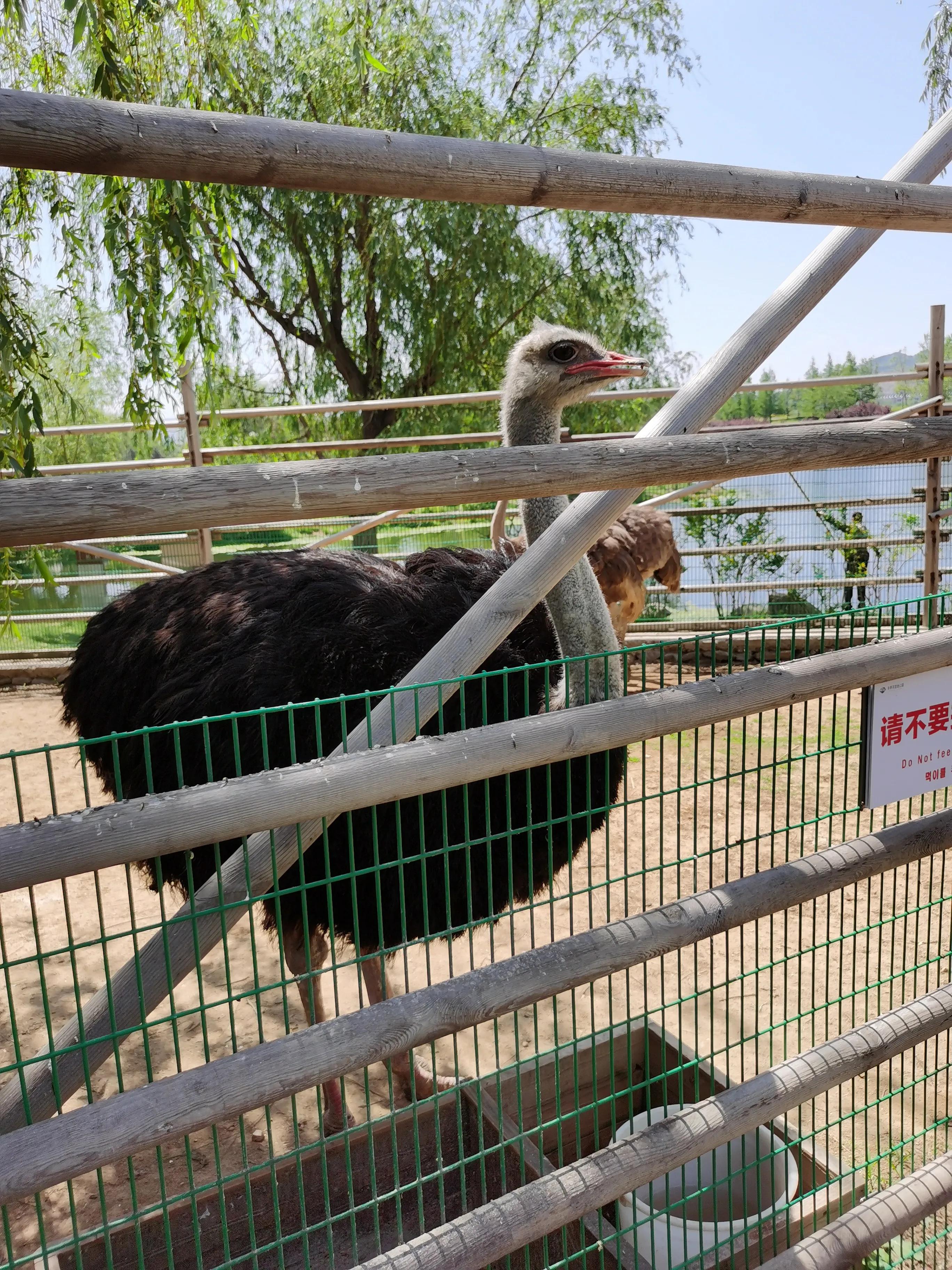 威海羊亭公园牡丹花开了吗,威海羊亭公园二期