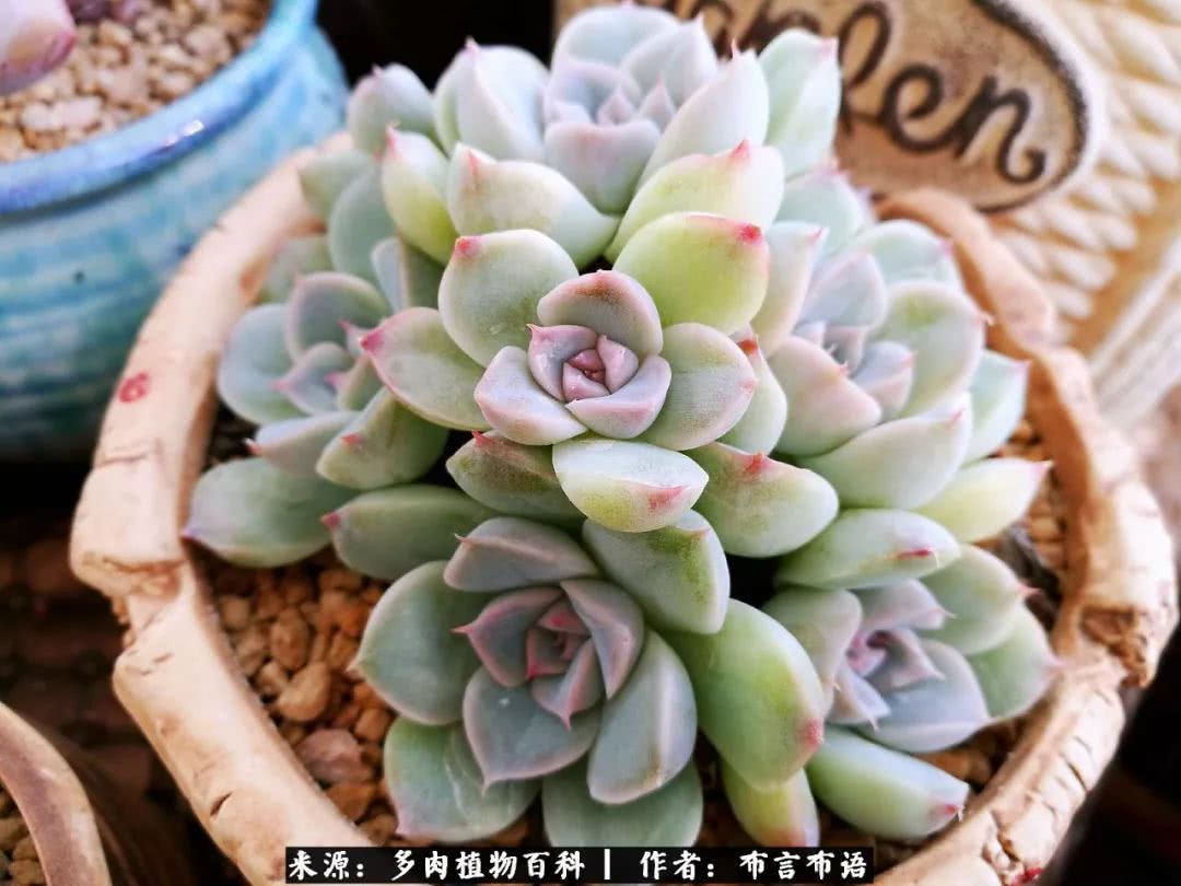 从多肉上感悟人生,多肉的真实生活感悟