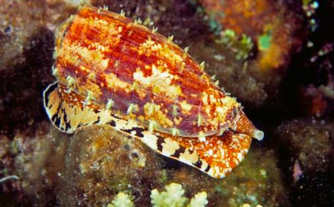 鸡心螺到底危不危险,鸡心螺的危害有多大