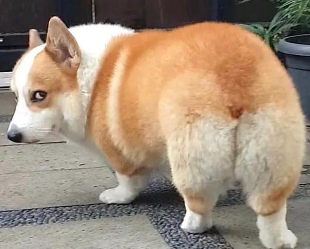 柯基46斤减肥,怎么训练柯基潜水减肥