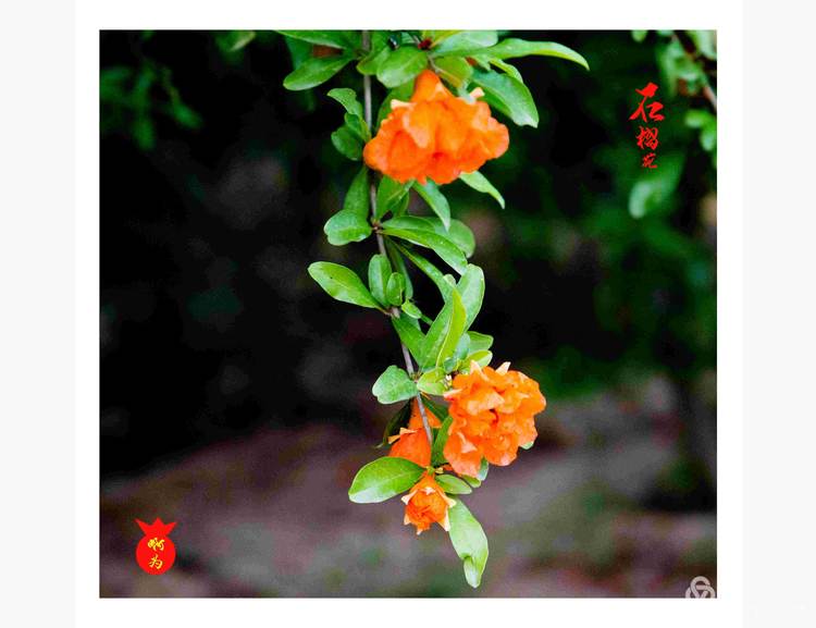 石榴花古诗词唯美,石榴花古诗词