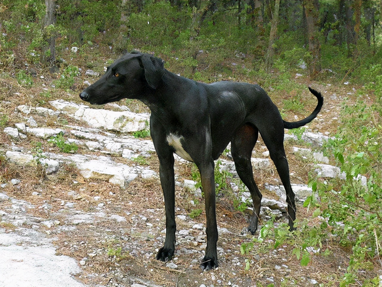 养狗的10个基本常识,养狗这50条小知识主人们都知道吗