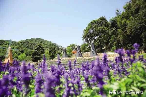 从化旅游景点大全樱花,从化樱花旅游景点