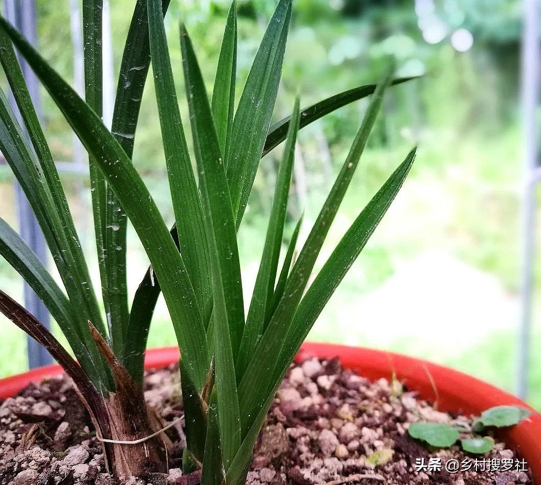 兰花用什么水喷叶子最好,兰花花朵有点干能不能喷点水雾