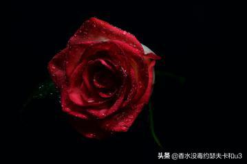 芦丹氏玫瑰花香,芦丹氏木质玫瑰