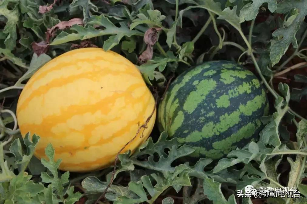 弥勒千亩西瓜熟了！黄心瓜、红心瓜、小香瓜…你喜欢哪种？