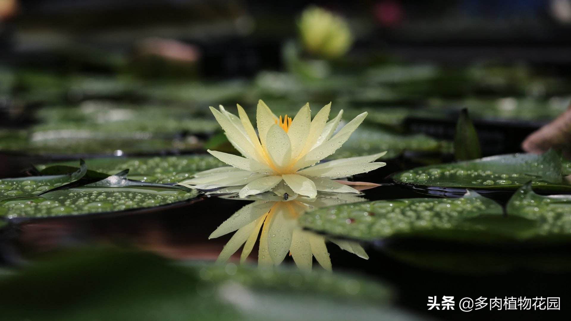 睡莲光长叶子不开花是什么原因,睡莲光长叶不开花是什么原因