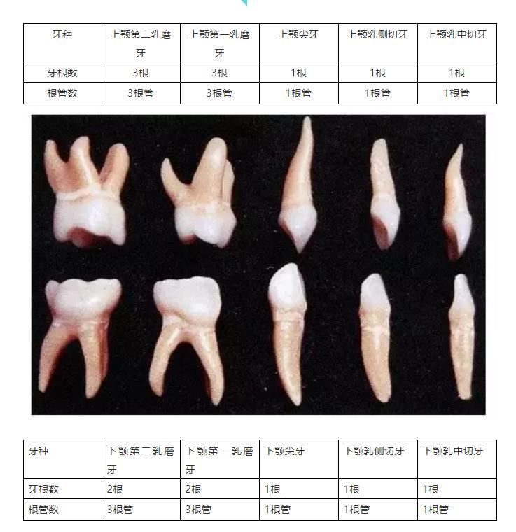 28颗牙齿的构造图,反刍动物牙齿构造