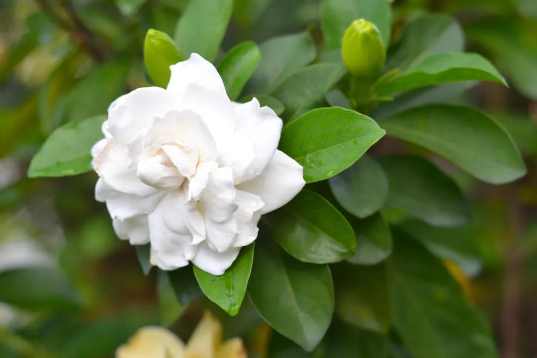 水培栀子花花苞发黑掉落怎么回事,水培栀子花的养殖方法及注意事项