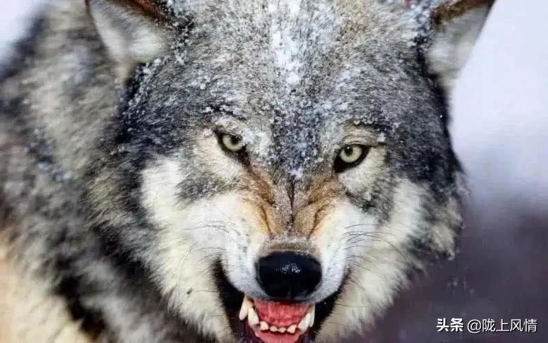 民国时期的狼灾事件,甘肃狼群事件