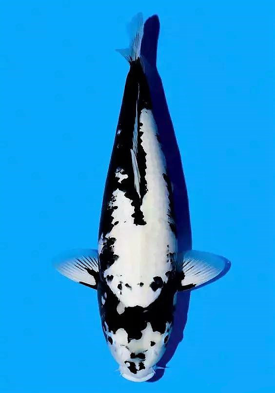 锦鲤怎样喂食长得快点,锦鲤怎么喂食才合理