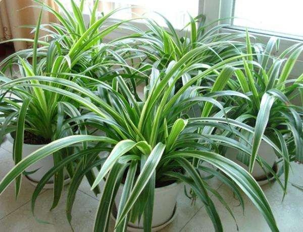 吊兰可以用什么代替施肥才能养好,吊兰剪头后怎么施肥