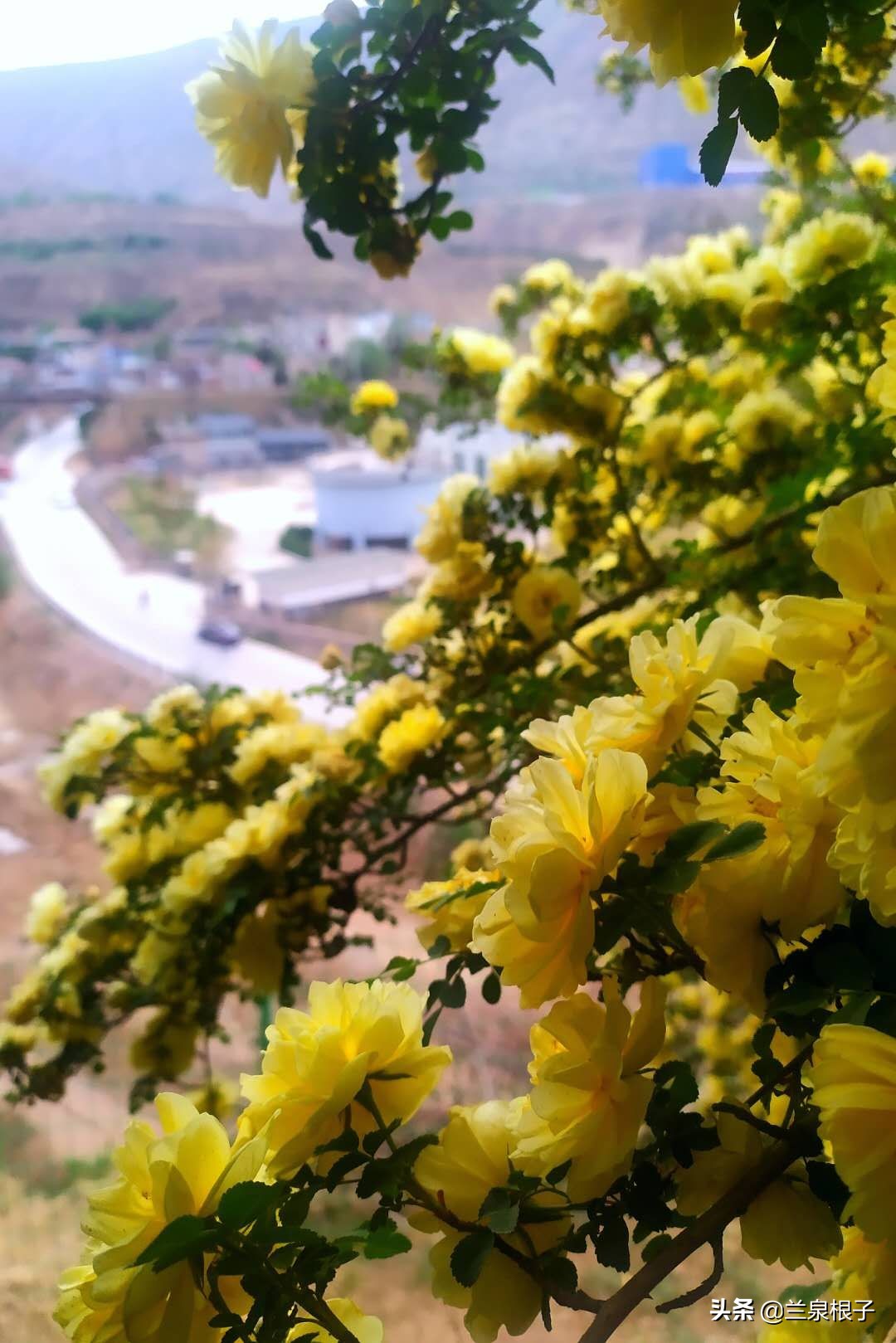 最美黄玫瑰,歌曲黄玫瑰你最美