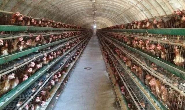 养鸡场的利润与成本真实,办养鸡场手续