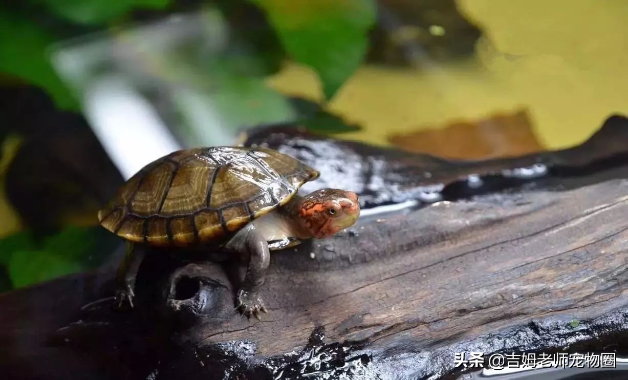 如何预防幼龟一般常见疾病,宠物龟常见疾病与治疗方法图片