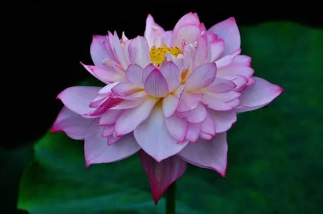 金鱼缸适合养什么水草图片,金鱼缸里养什么样的水草好