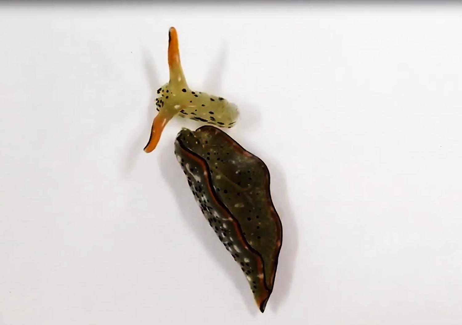 斩首之后是否还有意识,斩首后还可以保持意识吗