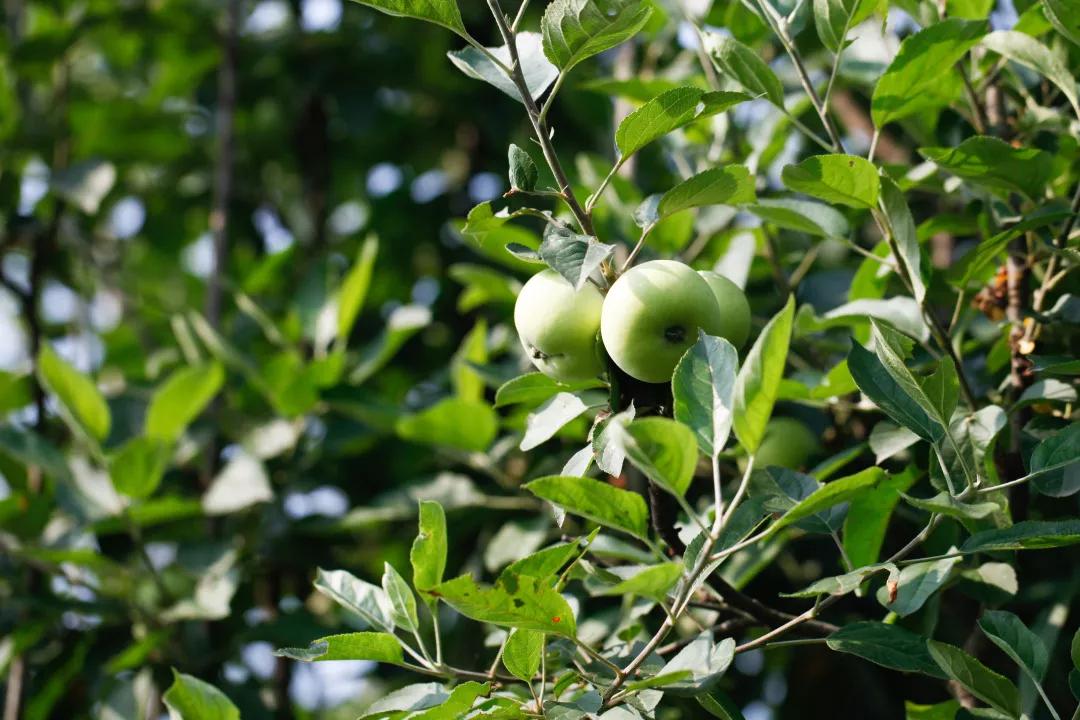建一座完全不打药的生态花园，所有生命在这里和谐共处，值得收藏