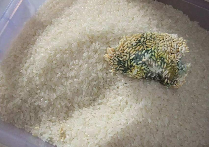 米饭放久了里的虫子是什么虫,米罐里有小虫子怎么办