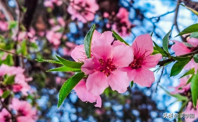 形容武夷山风景优美的成语,形容有山有水风景秀丽的成语