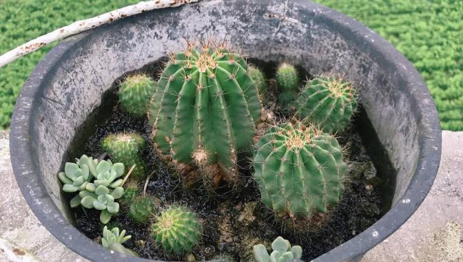 仙人球盆栽教程新手入门,如何让仙人球长得又壮又绿又大