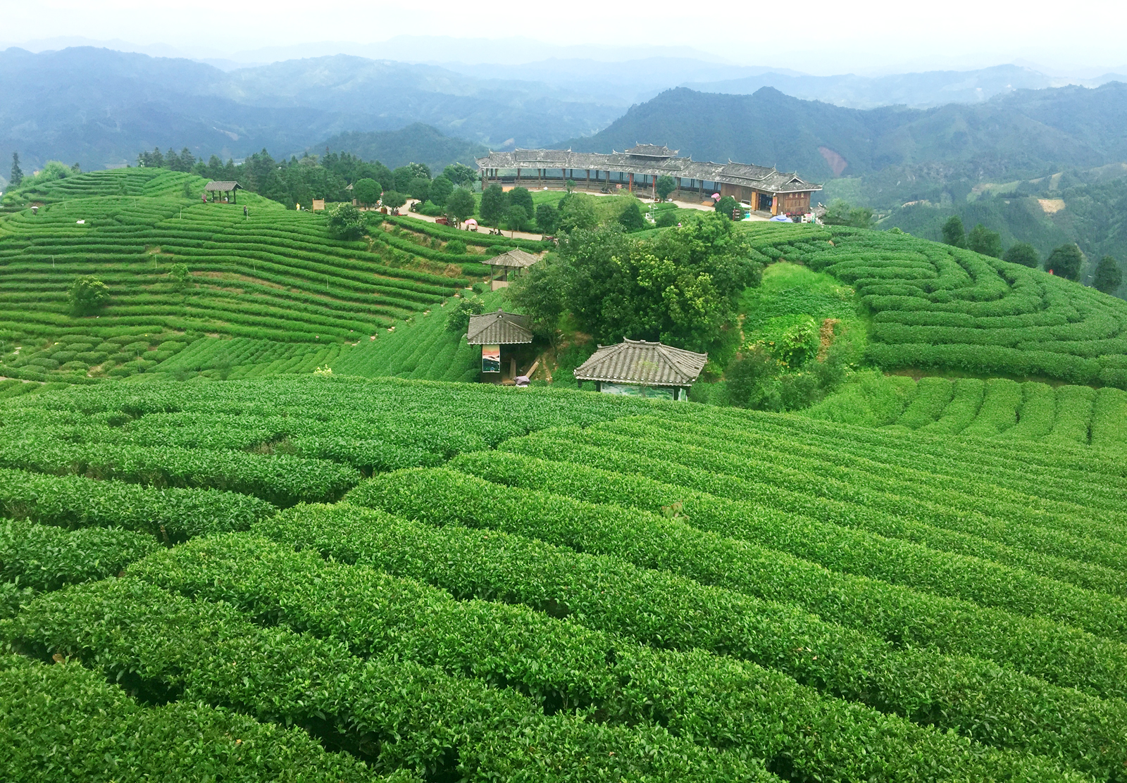 自炒茶叶纯天然,云南茶传统柴火手工炒茶