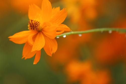 高盛再次唱多中国股市,高盛看多做空