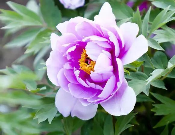 最美牡丹花与诗,牡丹最美诗词