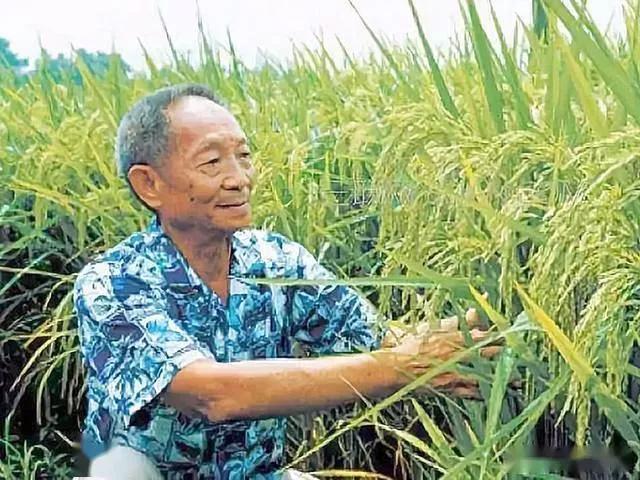 2米多高的巨型稻价格多少,巨型稻2000斤一亩是真的吗