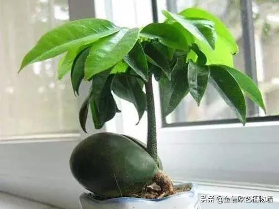 适合家里招财养的植物,家里能招财又好养的植物