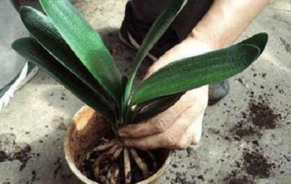 君子兰冬季养护要点爱花人看过来,君子兰冬季养殖方法和注意事项