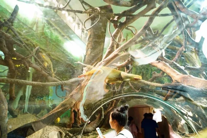 广州旅游攻略长隆动物世界,亲子游广州长隆动物园