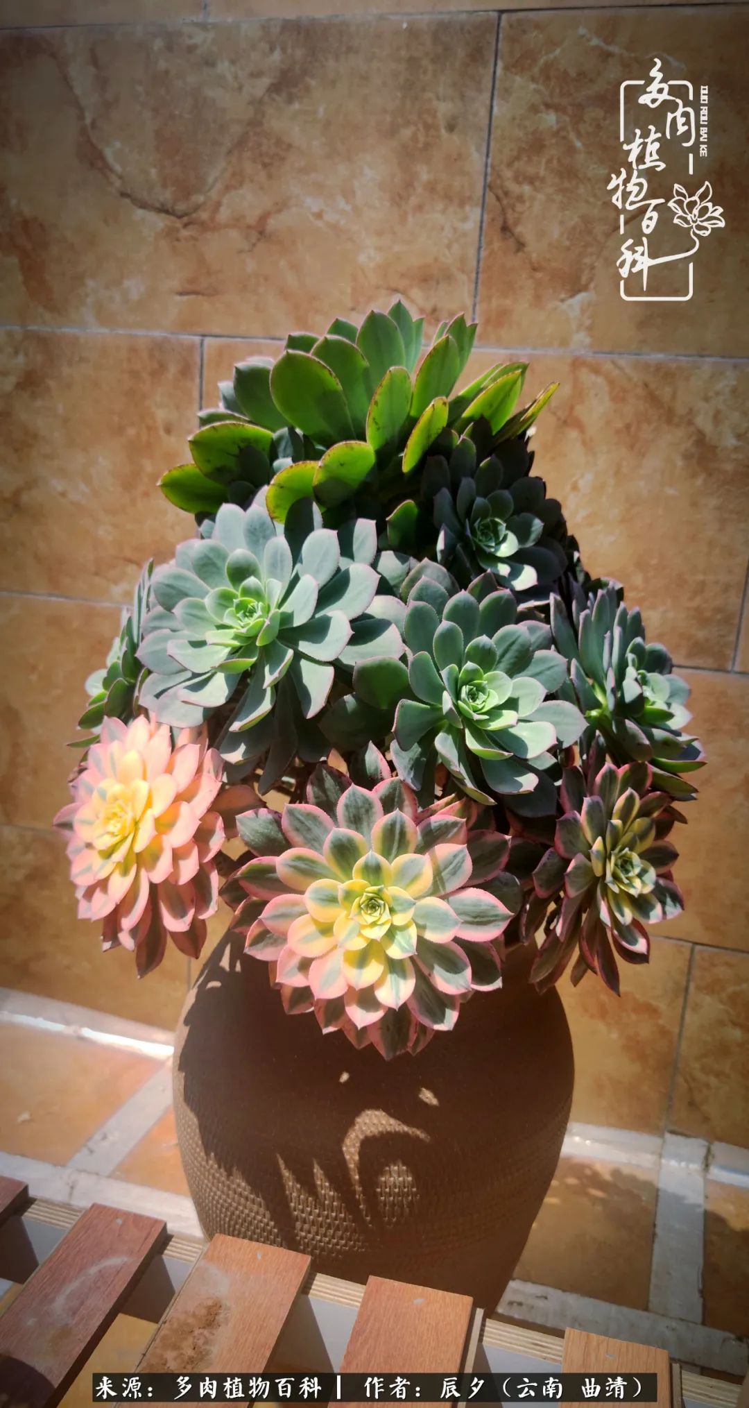 缂辩换鏃栨棊钁宠暏鐢熼,缂辩换鏃栨棊钁宠暏鐢熼鍑哄