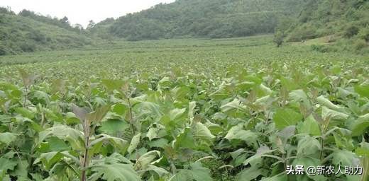 雪莲果种植时间和方法,雪莲果的种植时间与方法