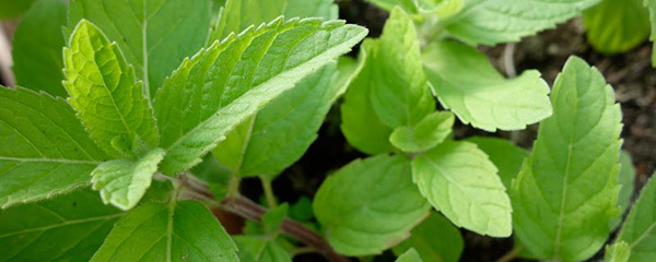 水培薄荷怎么养才能爆盆,洋薄荷水培方法