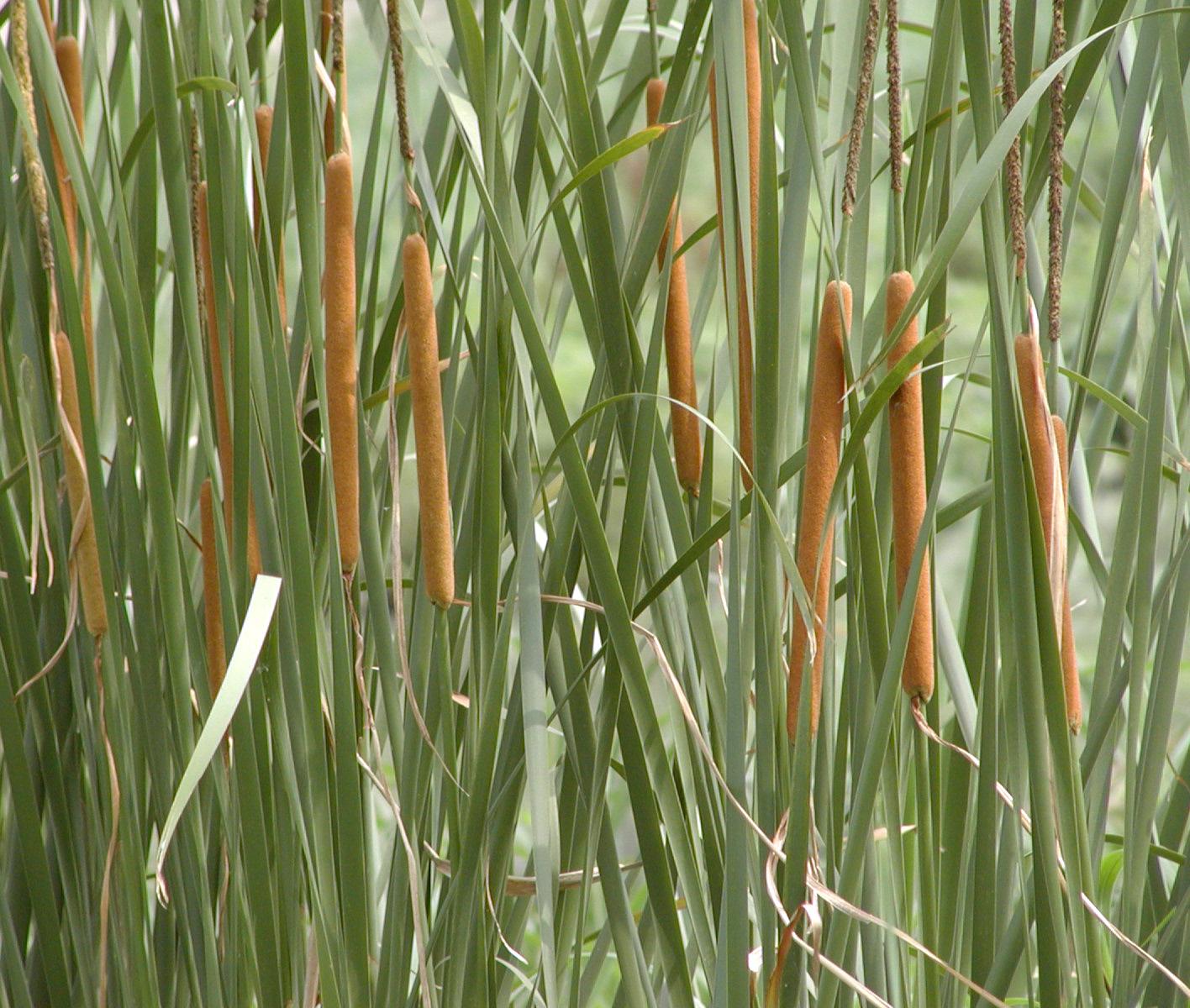 能吃蚊子的水生植物,水生生物的玩具