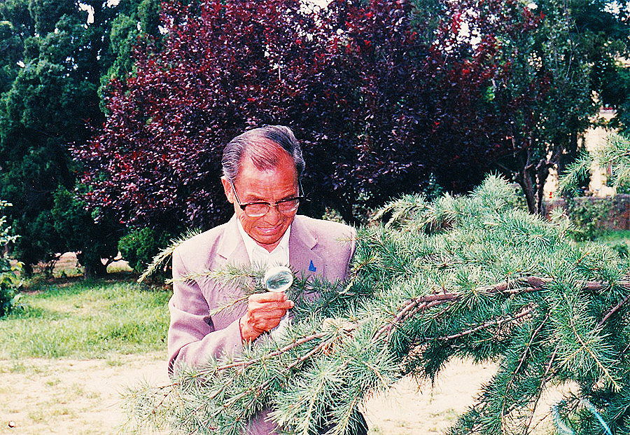 人物丨青岛“市树之父”王凤亭往事