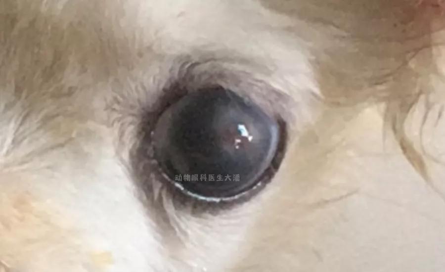 狗角膜穿孔保守治疗,犬角膜溃疡穿孔怎样治疗