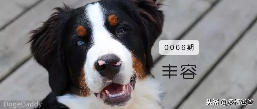 你知道狗狗是什么性格吗,你知道狗狗一些行为有什么含义吗