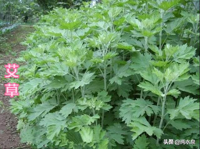 非洲猪瘟害怕哪些消毒剂，使用不当等于白用