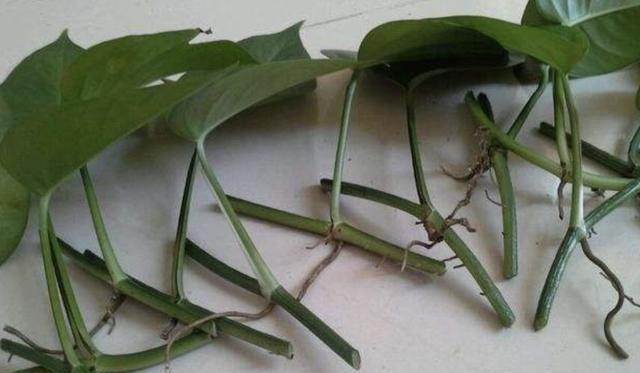 绿萝室内养殖方法和技巧,家庭养绿萝技巧与禁忌有哪些