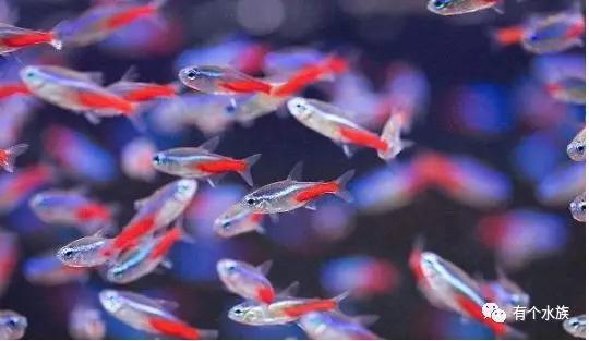 十大适合懒人养的鱼小型观赏鱼,十大最值得养的观赏鱼排名