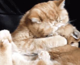 猫味道大是为什么,猫的味道和气味有什么区别