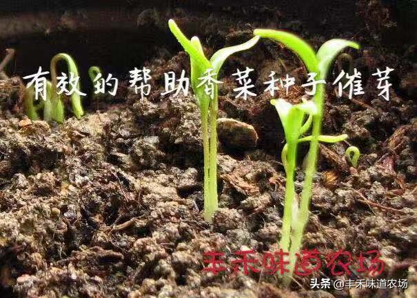 在家如何种植车厘子,车厘子自由种植