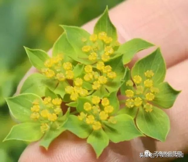 花店常用的配花配草有哪些方法,常见配花配草